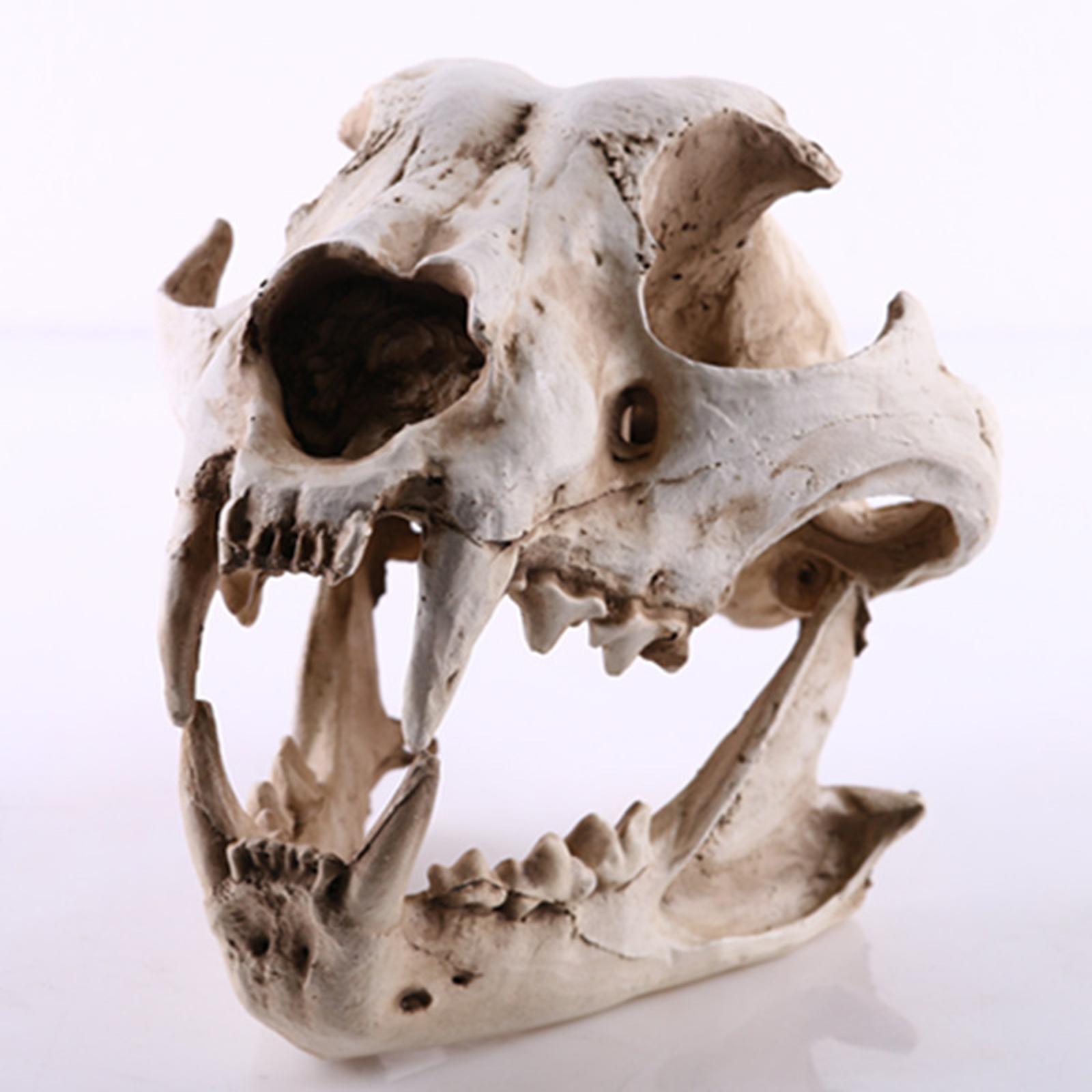Realistic Dog Canine Skull Model Resin Skeleton Medical Teaching White