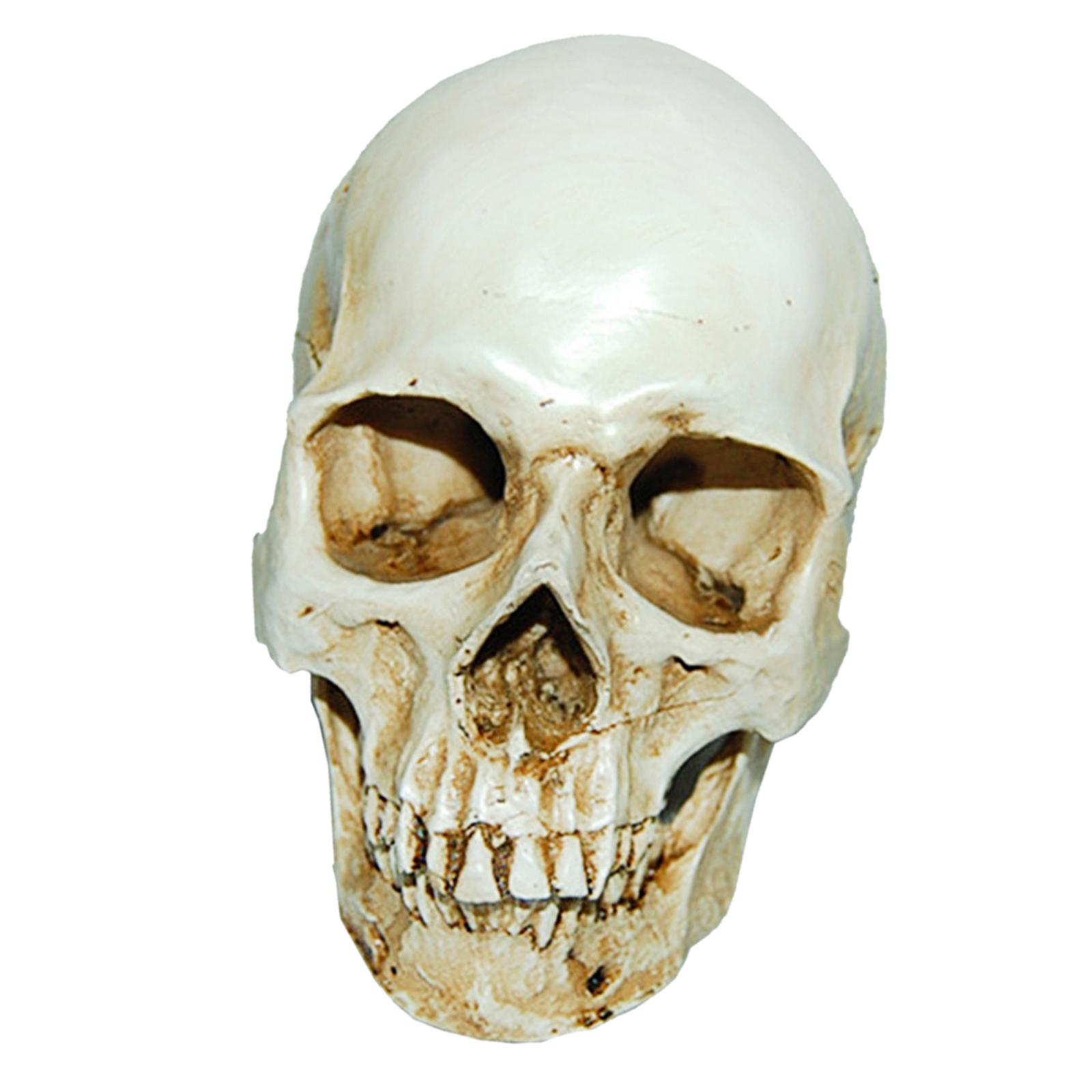 Lifesize 1:1 Human Skull Replica Resin Model Anatomical Medical Skeleton 