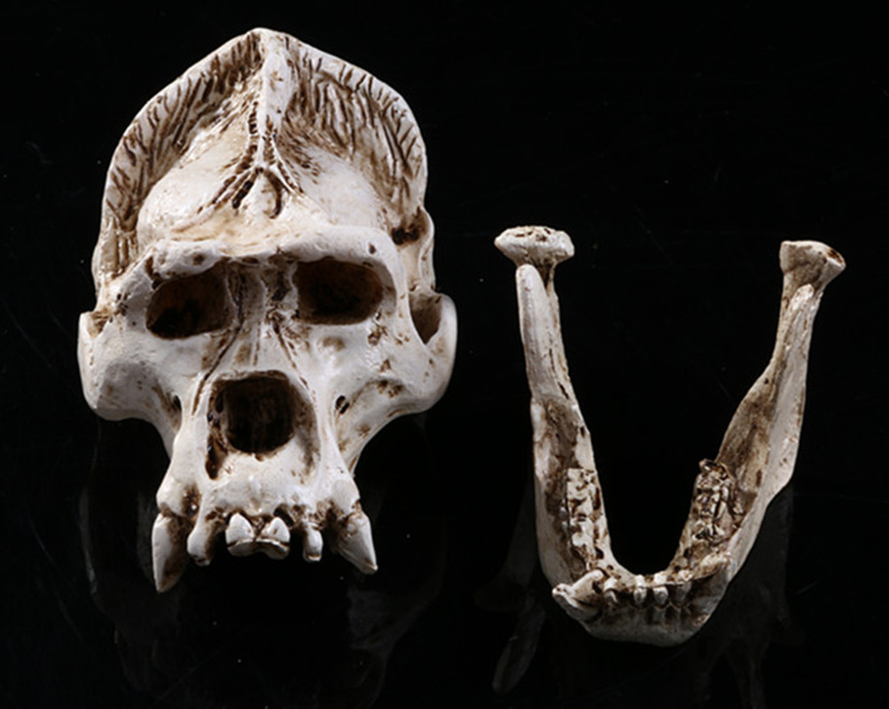 Realistic Gorilla Skull Model Resin Skeleton Medical Teaching 8.6cm White