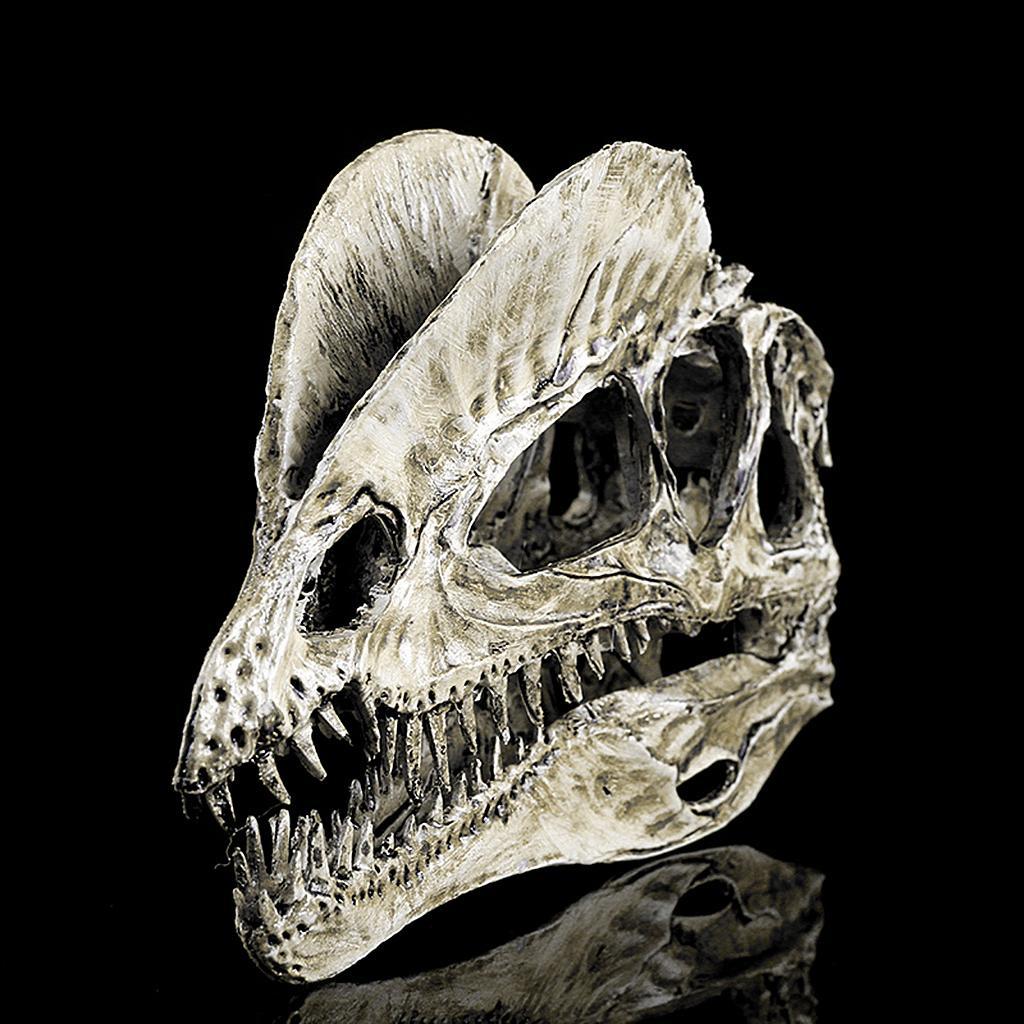 1/3 Scale Dinosaur Dilophosaurus Resin Skull Model Collectibles White