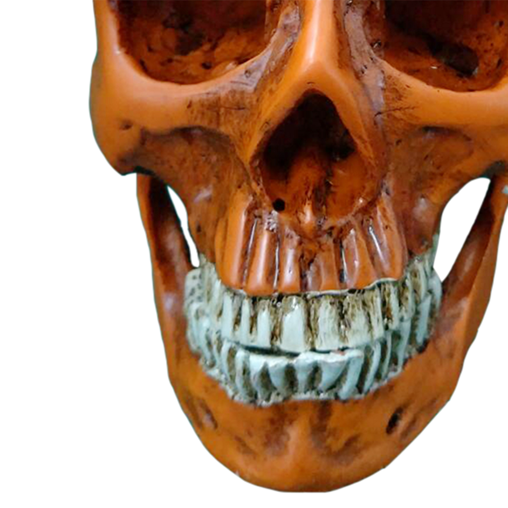 1:1 Human Skull Replica Resin Model Anatomical Medical Skeleton Yellow