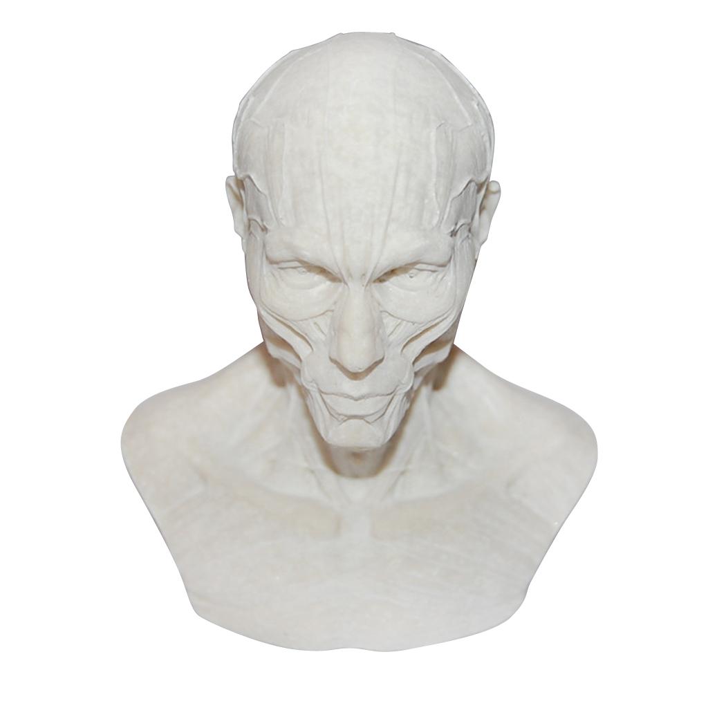 4" Human Model Anatomy Skull Head Muscle Bone Medical Drawing White