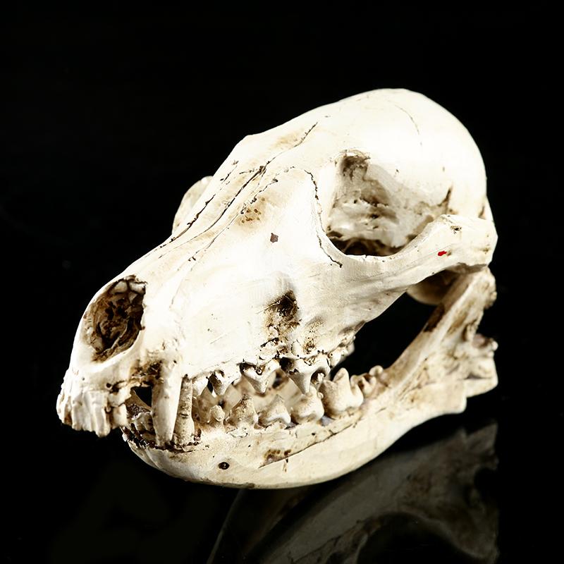 Resin Skull Realistic Medical Teaching Model White