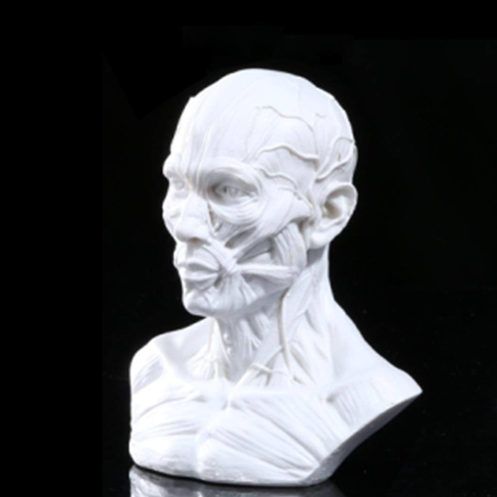 4" Human Model Anatomy Skull Head Muscle Bone Medical Drawing White#2