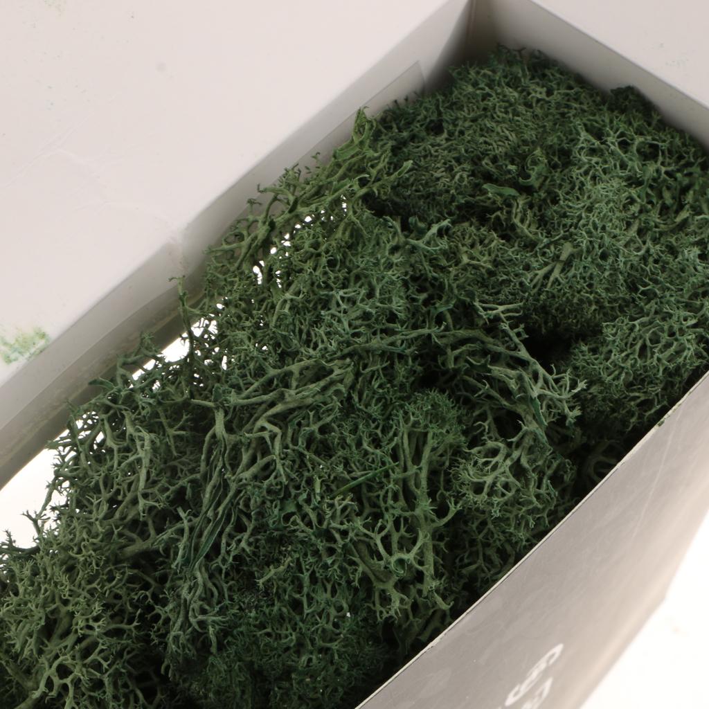 Natural Norwegian Reindeer Moss Treated Dried Craft Flower Decor Grass Green