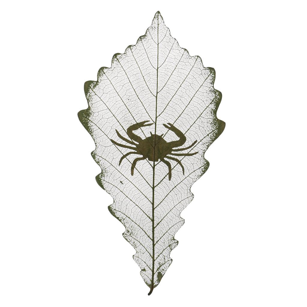 Constellations Design Leaf Carving Art Natural Real Dried Leaves Cancer