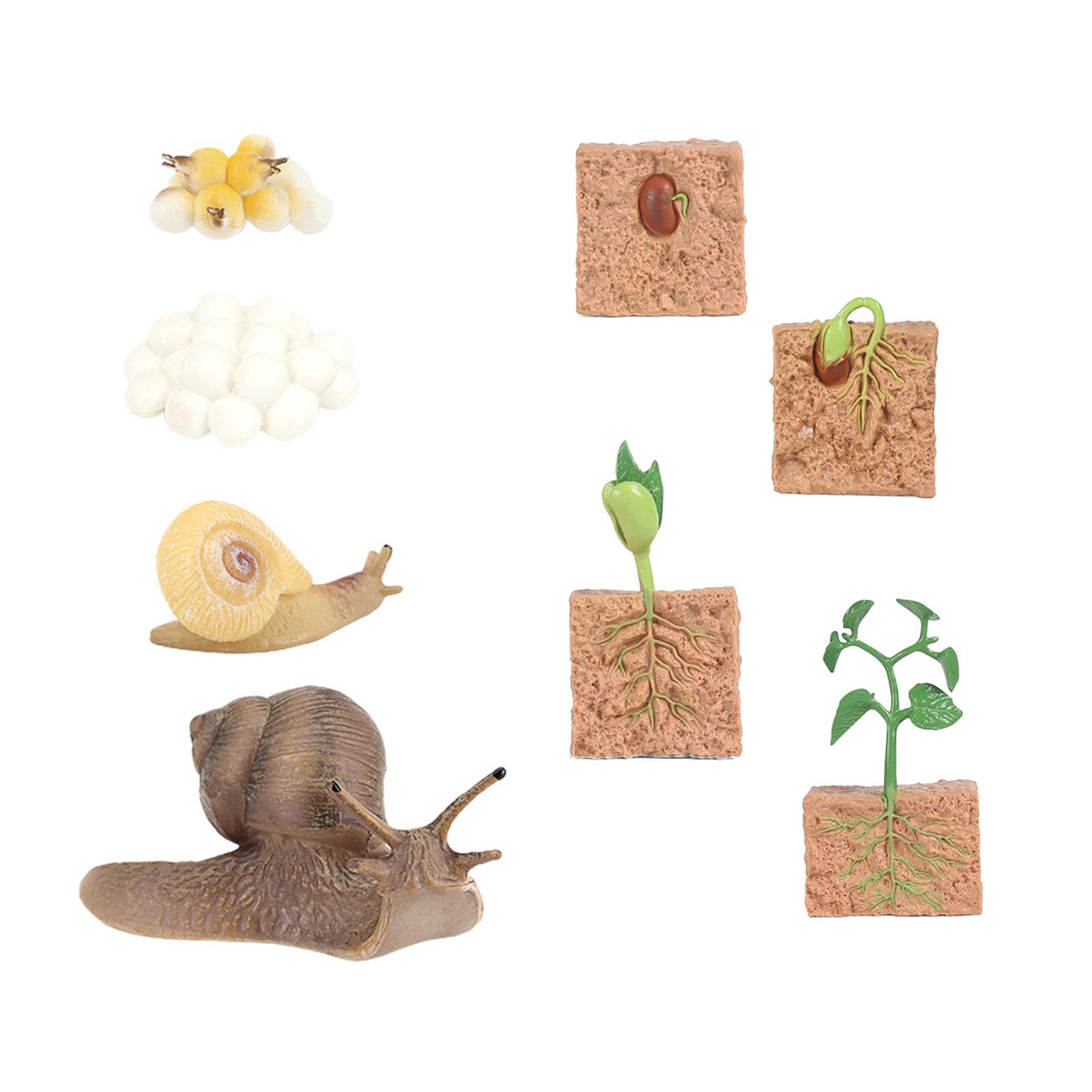 8pcs Kids Plant Soybeans Seeds Growth Life Cycle Model Biology Teaching Aids