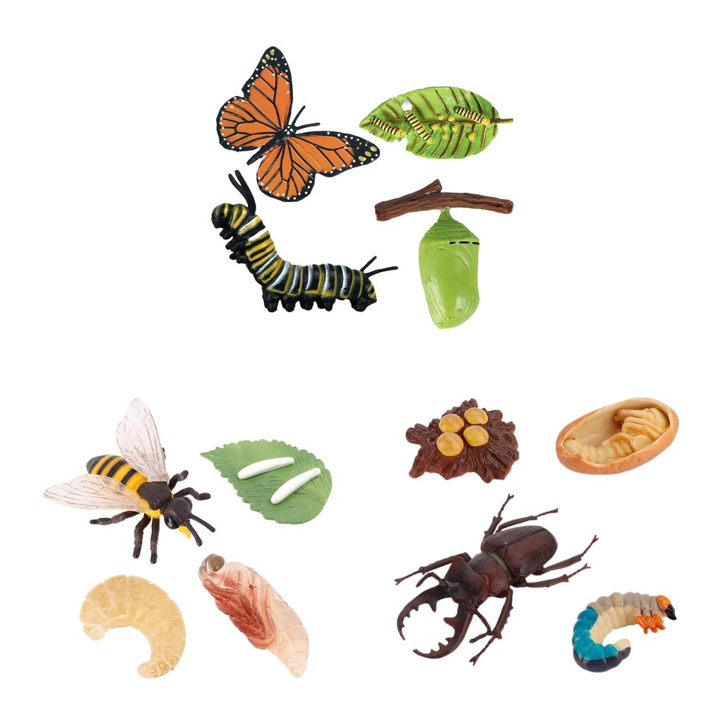 Realistic Nature Insetcs Growth Child Education Learning Toy