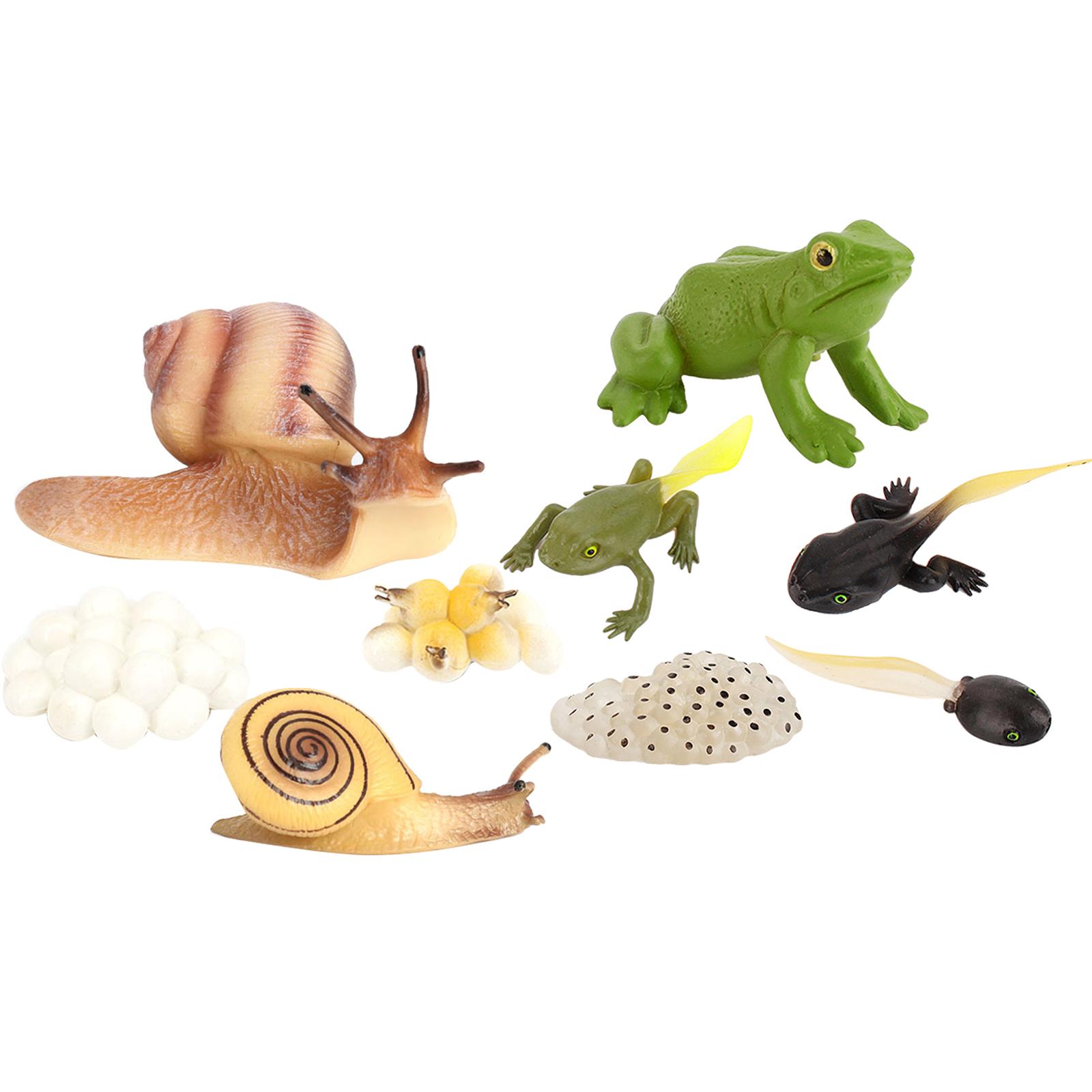 Lifelike Animals Growth Life Cycle Model Child Early Teaching Toy Gifts