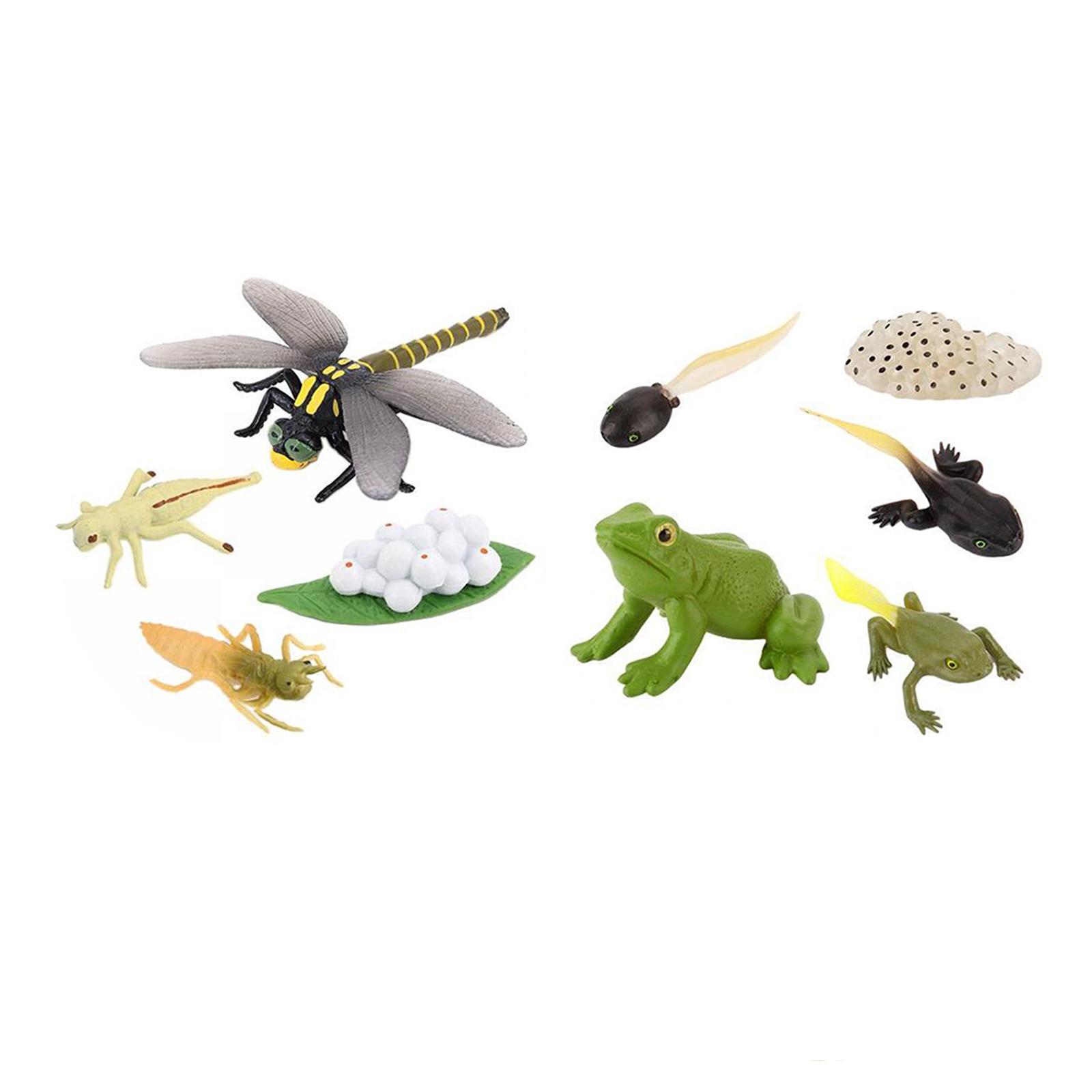 Dragonfly Frog Growth Life Cycle Insect Model Kid Early Teaching Toy