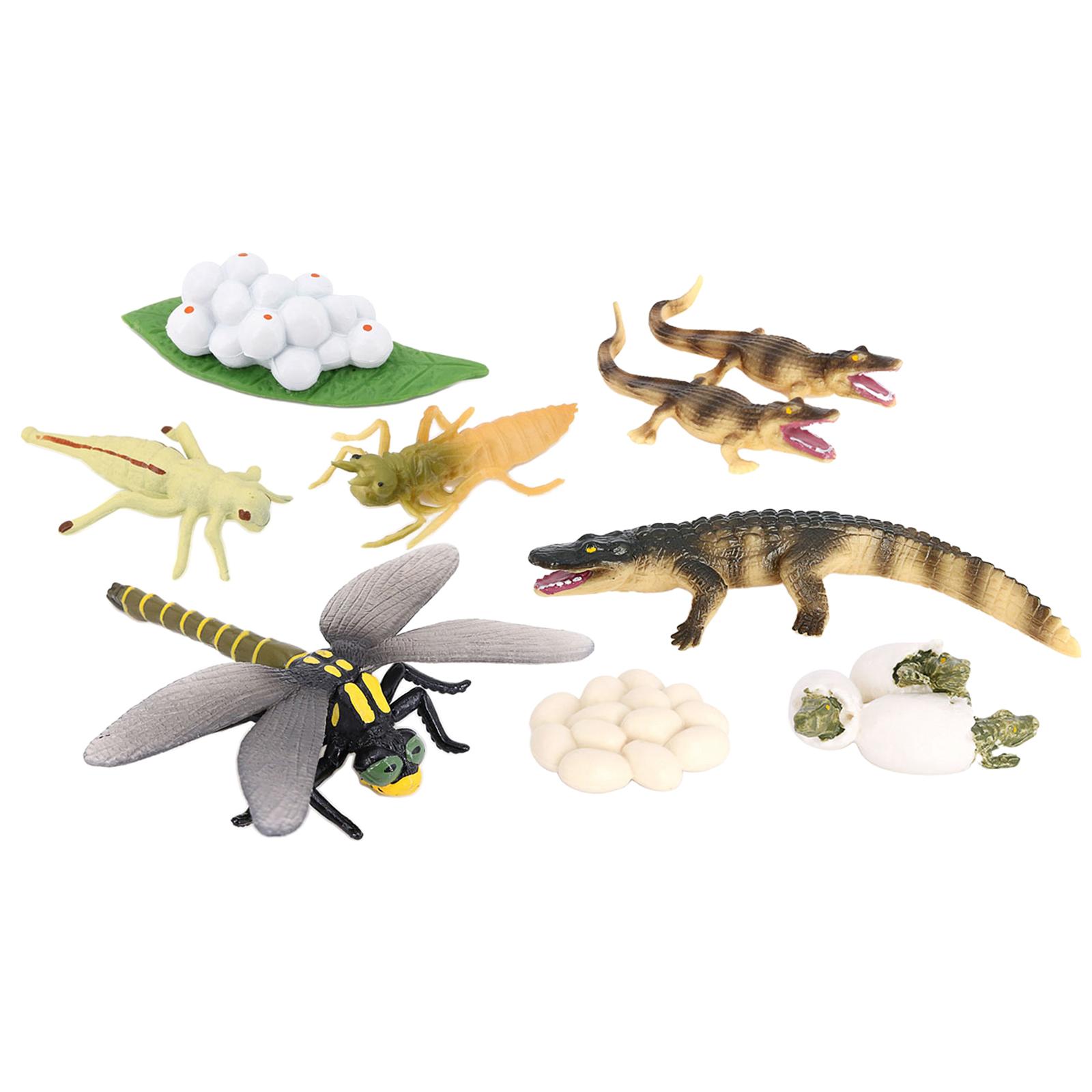 Lifelike Animals Growth Life Cycle Insect Model Child Early Teaching Toy