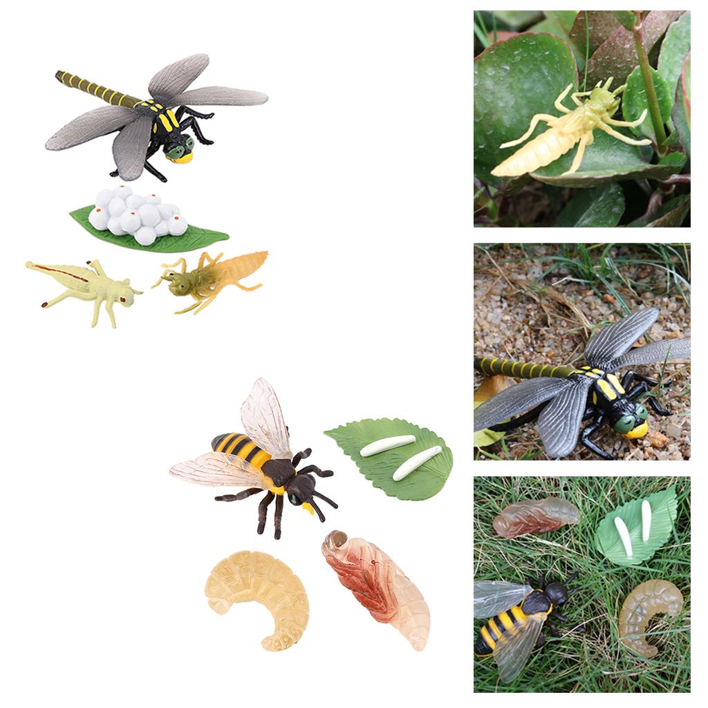 2Pcs Kids Frog Dragonfly Growth Life Process Figures Toy Playkit Play Gifts