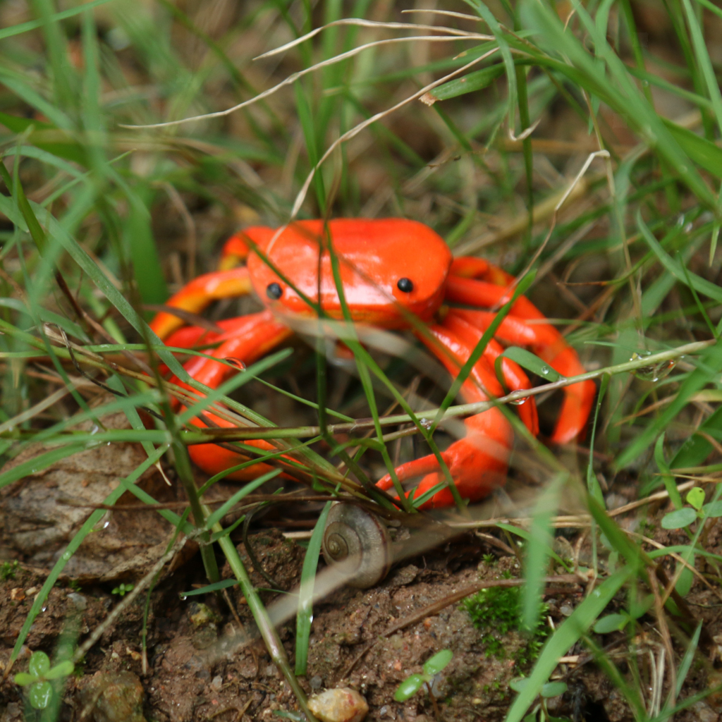 Lebensechte Insekten Tier Modell Raumdekoration Hängedeko