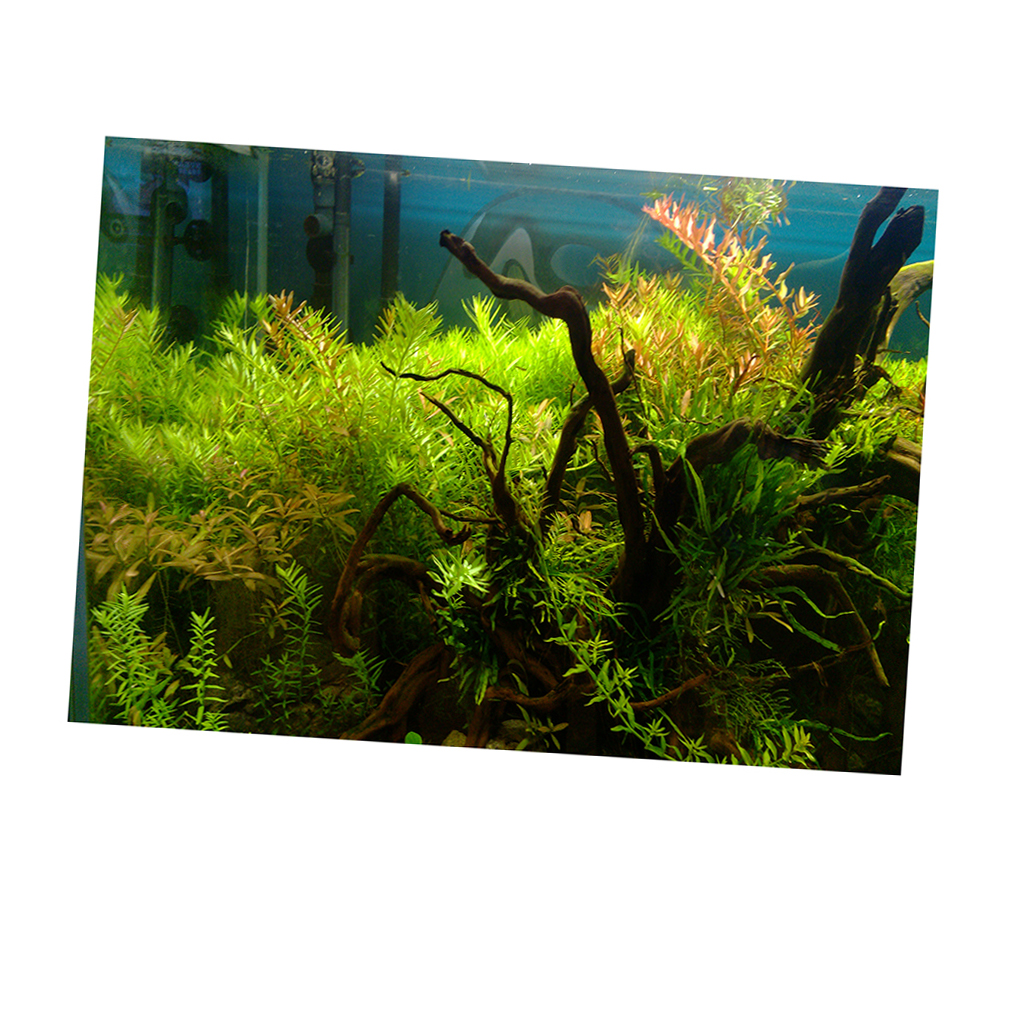 3D Aquarium Background Poster SingleSided Seascape Plants Fish Tank