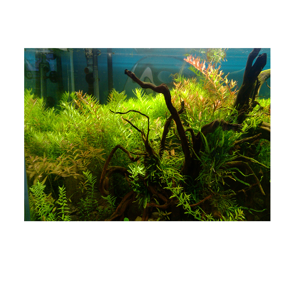 aquarium pflanzen aufkleben video