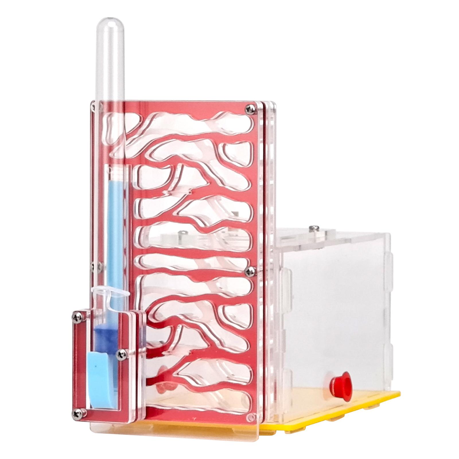Acrylic Ant Nest Display Box