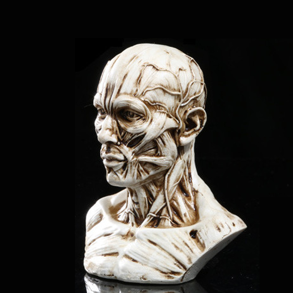 4" Human Model Anatomy Skull Head Muscle Bone Medical Drawing Antique White