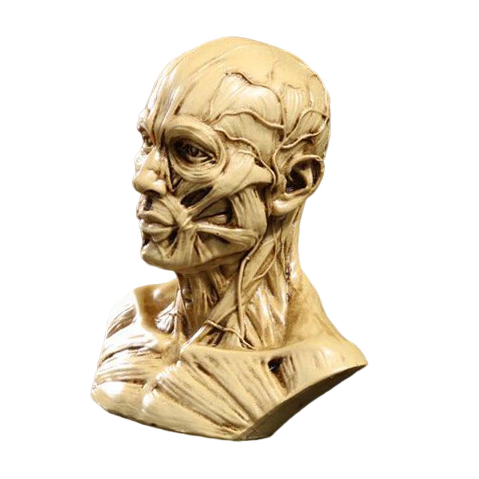  Human Model Anatomy Skull Head Muscle Bone Medical Drawing Antique Yellow