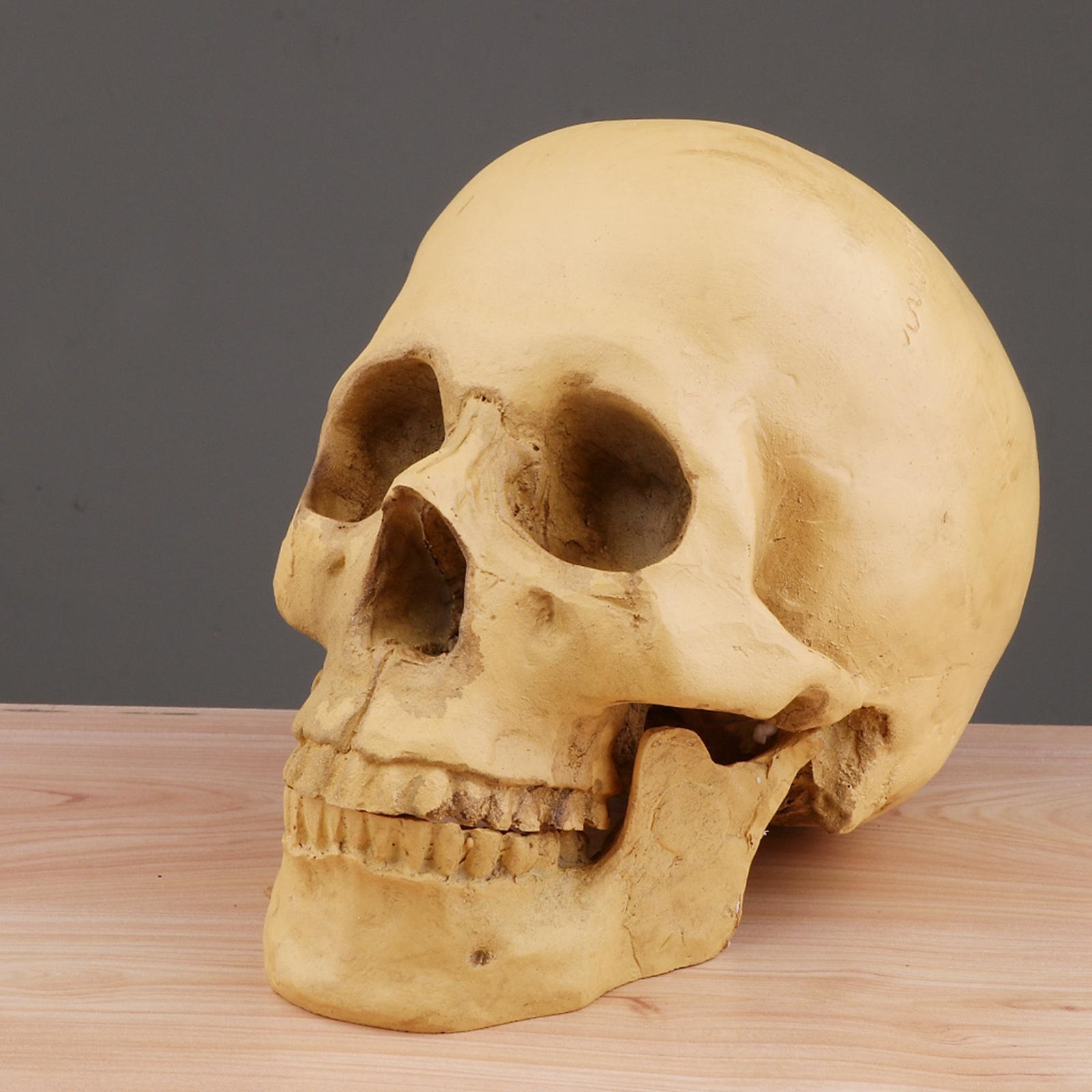 1:1 Human Skull Resin Model Anatomical Medical Teaching Skeleton Yellow