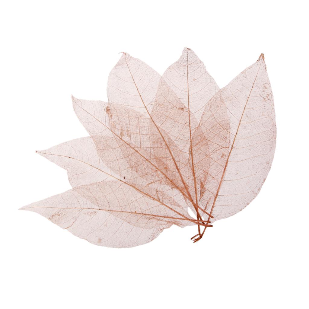 4x50Pcs Natural Magnolia Skeleton Leaf Leaves Card Scrapbook - Coffee