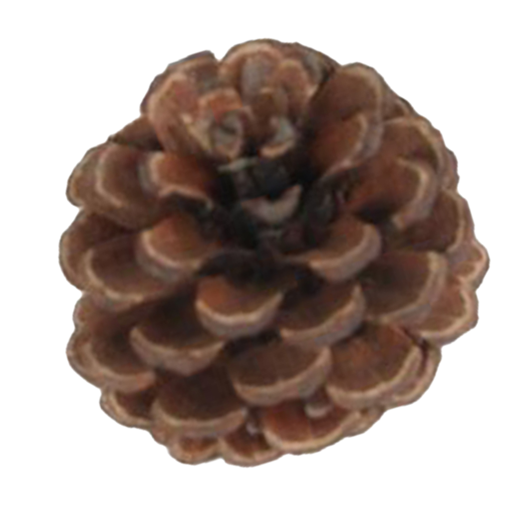 Natural Pinecones Pistachio Pine Cones Ornaments Gift Natural Pine Cone