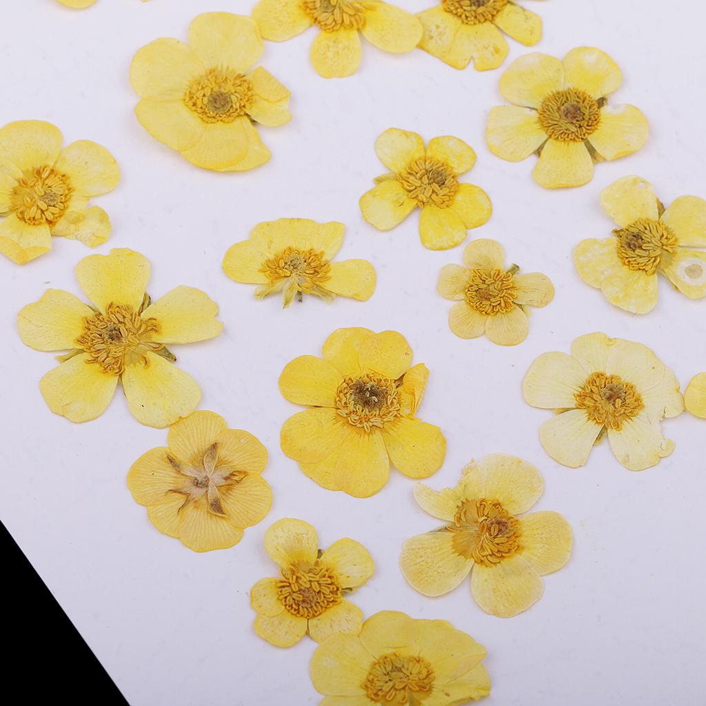 50pcs Mixed Natural Pressed Dried Flowers Leaves Art Craft