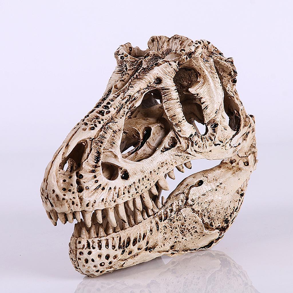 dinosaur skull fossil