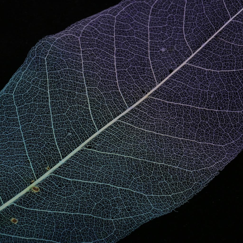 4x50 Pieces Natural Magnolia Skeleton Leaf Leaves Scrapbooking Blue+Purple