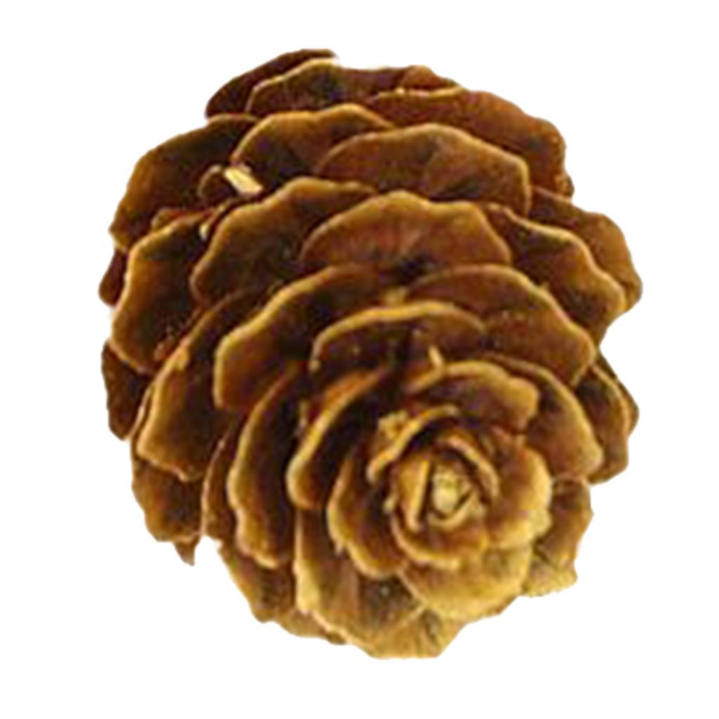 Natural Pinecones Pistachio Pine Cones Ornaments Gift Bright Gold Pine Cone