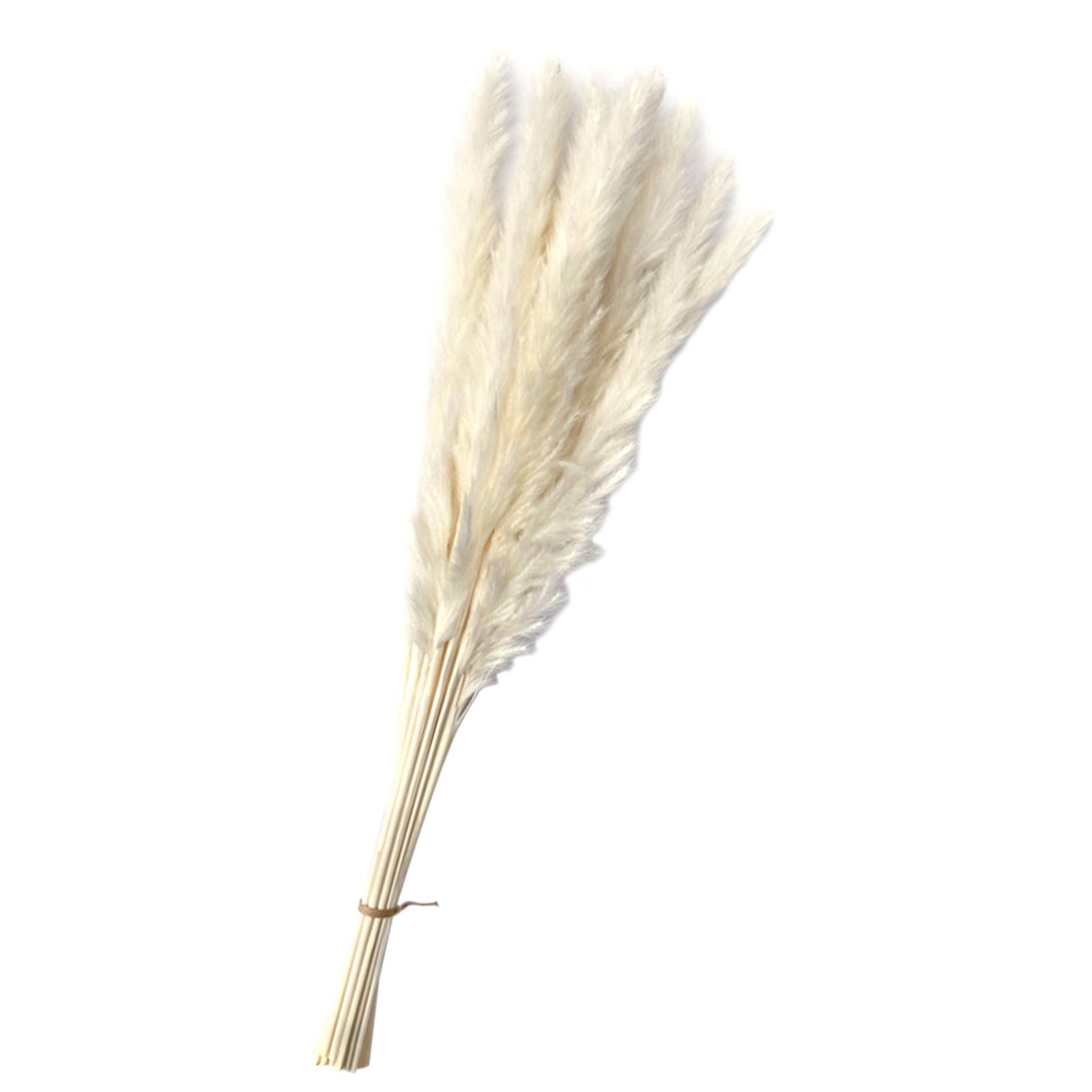 Dried Pampas Grass Bunch Bouquet Phragmites Reed Flower White 15Pcs