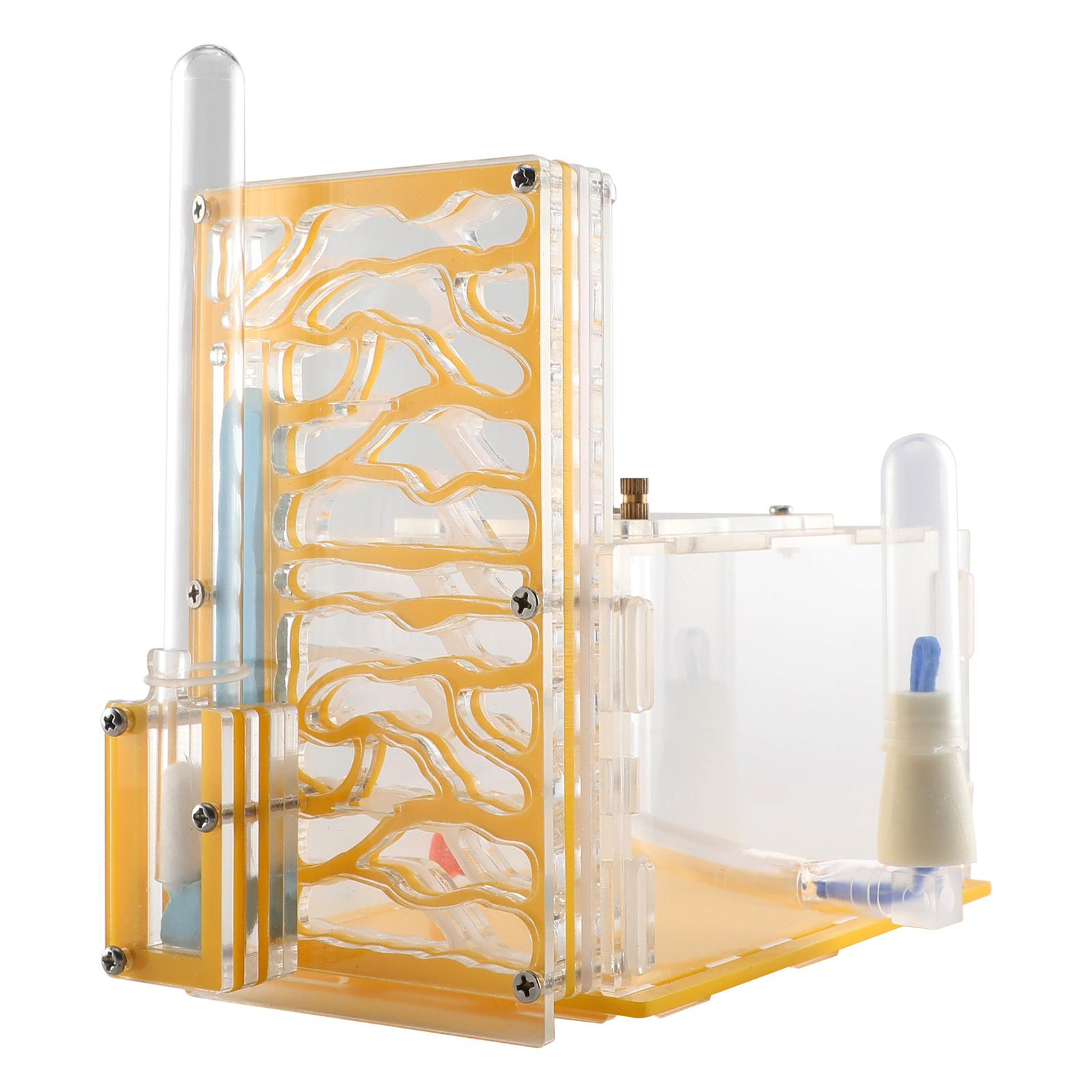 Ant Housing Display Box