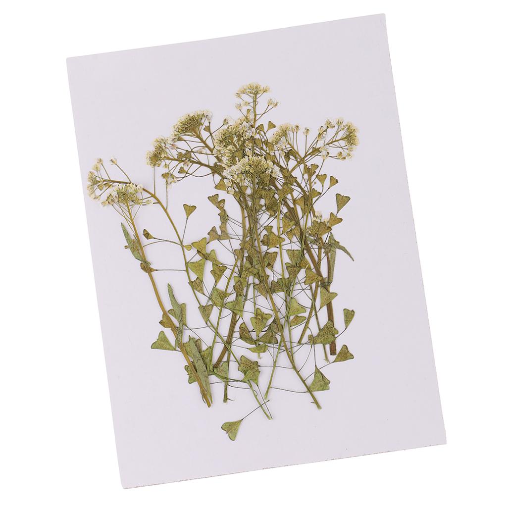 12 Pieces Natural Pressed Dried Flowers DIY Photo Frame Phone Case Material