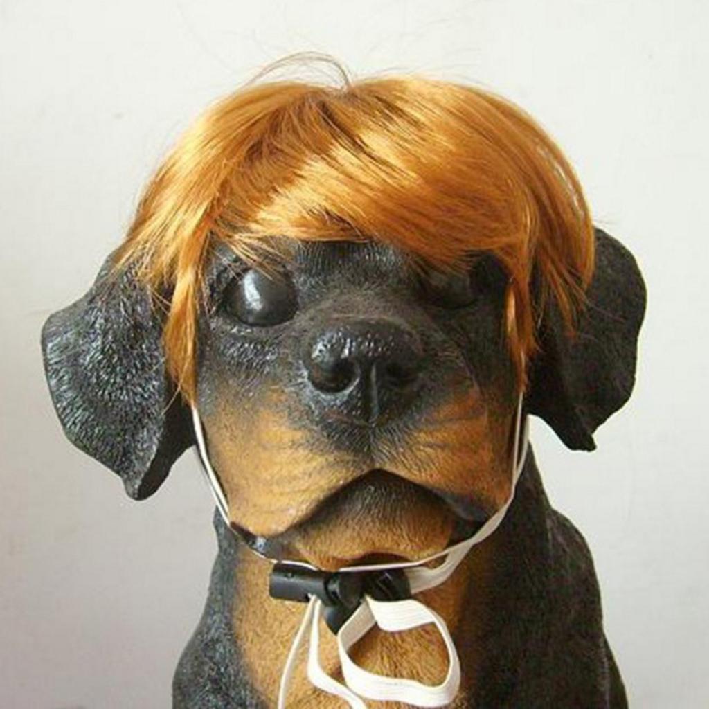 hund mit löwenmähne