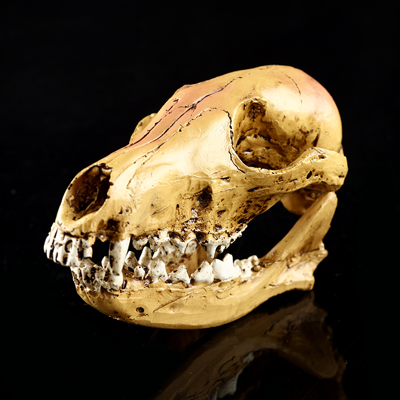 Resin Skull Realistic Medical Teaching Model YLW