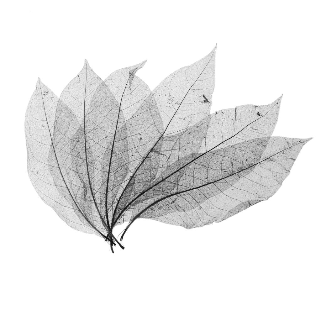 12x50Pcs Natural Magnolia Skeleton Leaf Leaves Card Scrapbook - Black