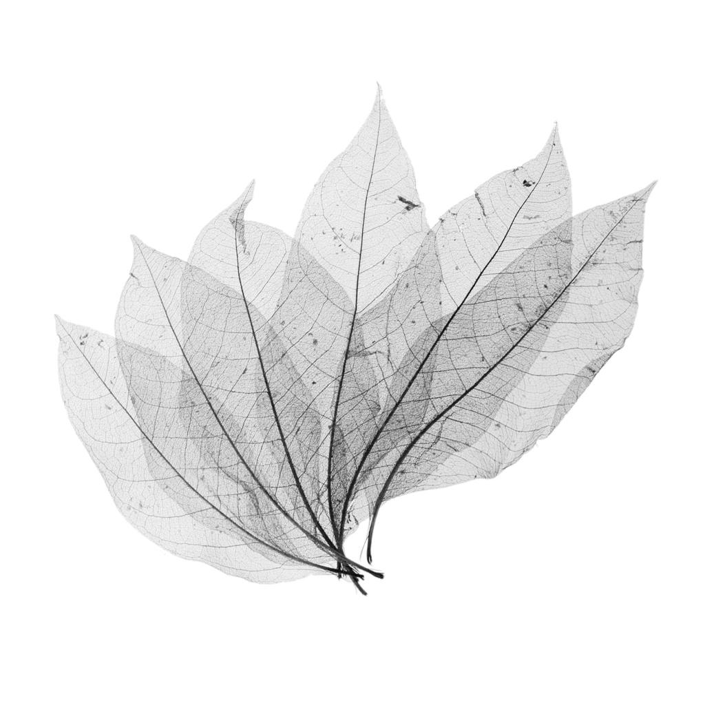 3x50Pcs Natural Magnolia Skeleton Leaf Leaves Card Scrapbook - Black