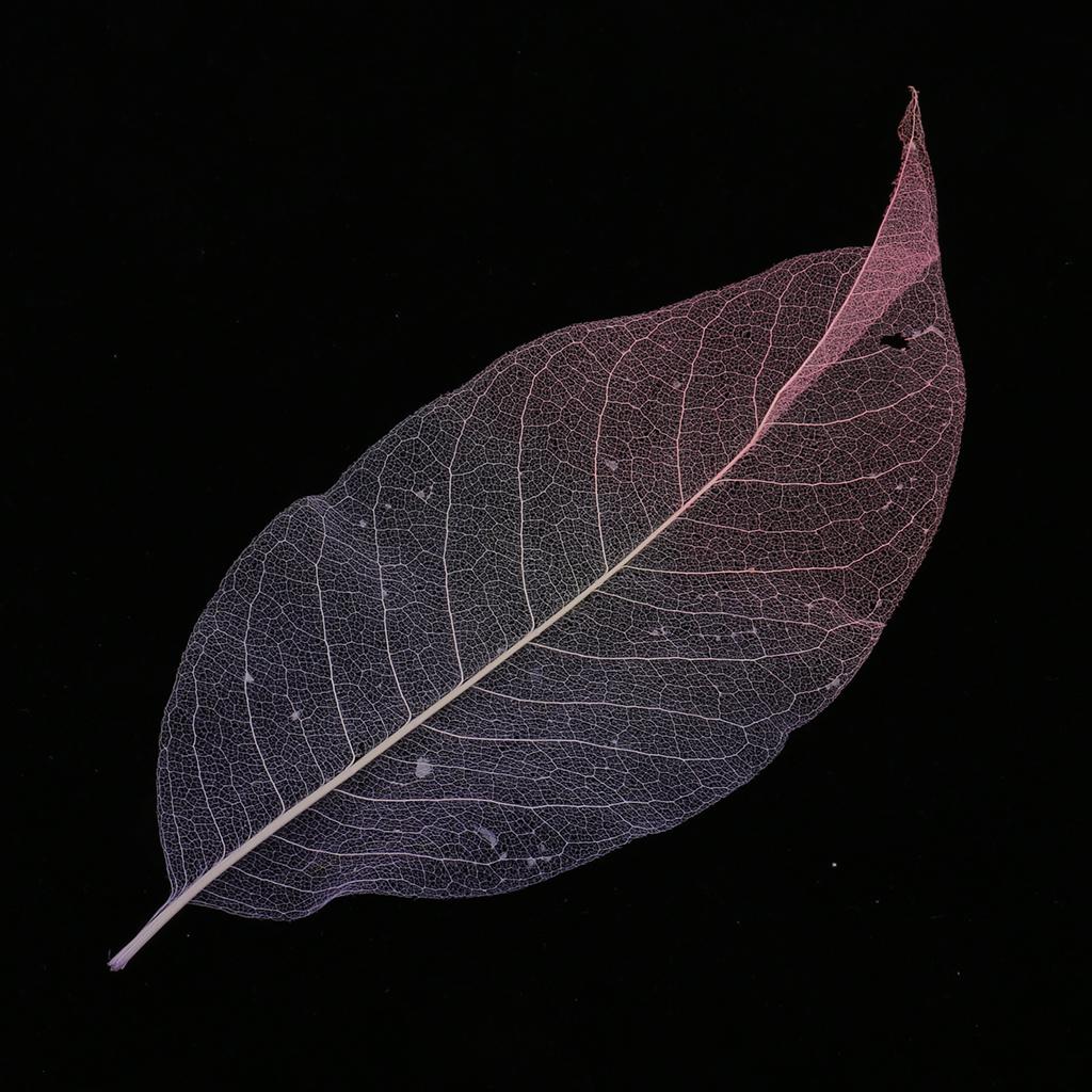 3x50 Pieces Natural Magnolia Skeleton Leaf Leaves Scrapbooking Purple+Pink