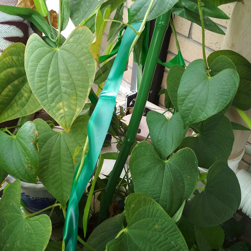 45m Stretch Tie Tape Plant Ribbon Garden Care Tools