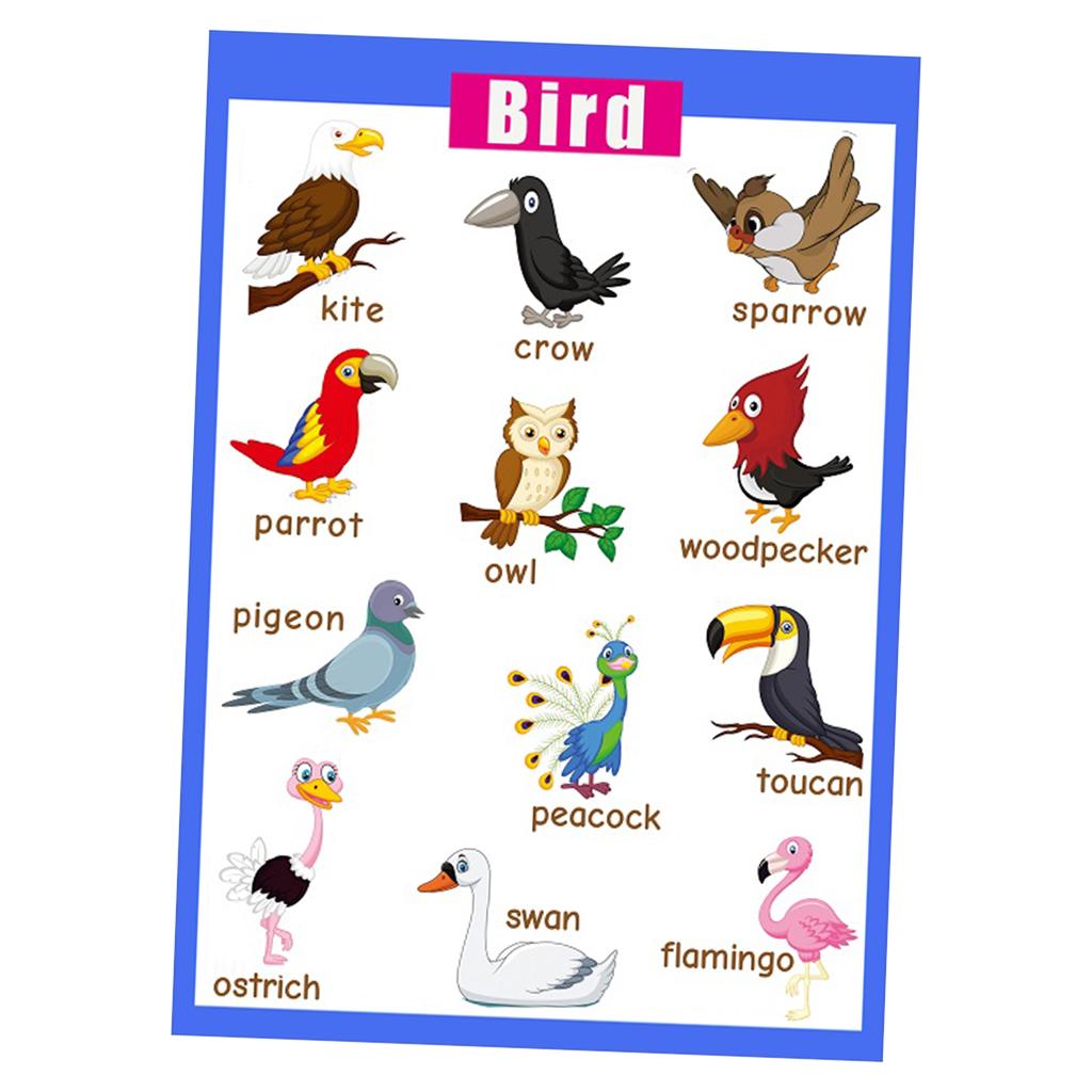 Kids Toddlers earning Poster Preschool Educational Wall Posters Birds
