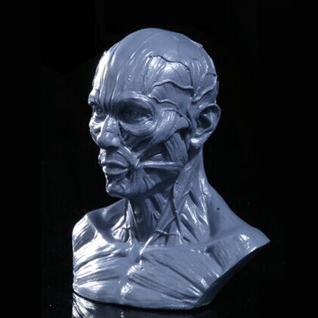 4" Human Model Anatomy Skull Head Muscle Bone Medical Artist Drawing Grey