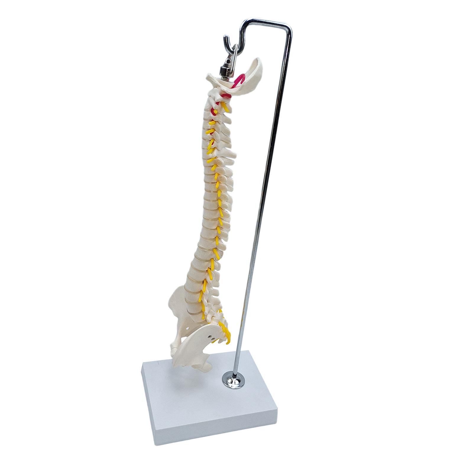 Spine Model Hanging