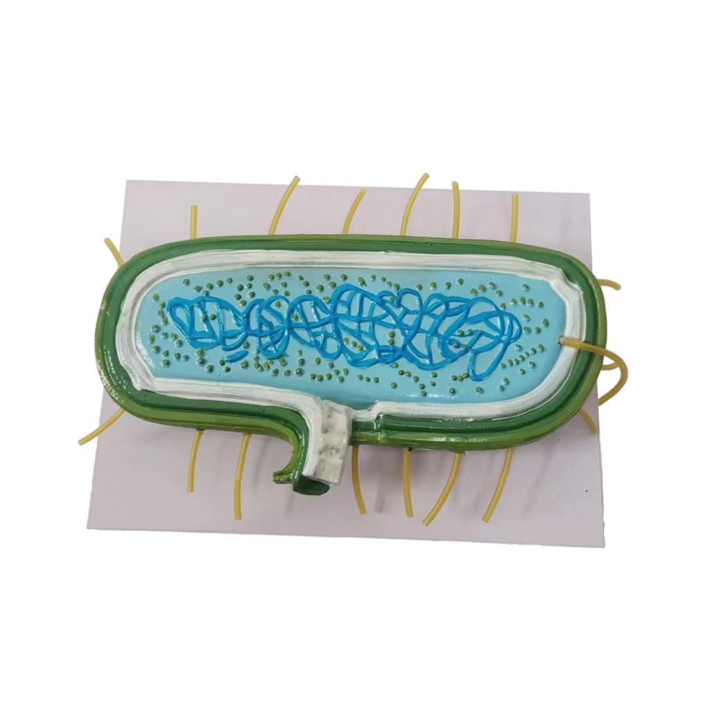 Ribosomes Model