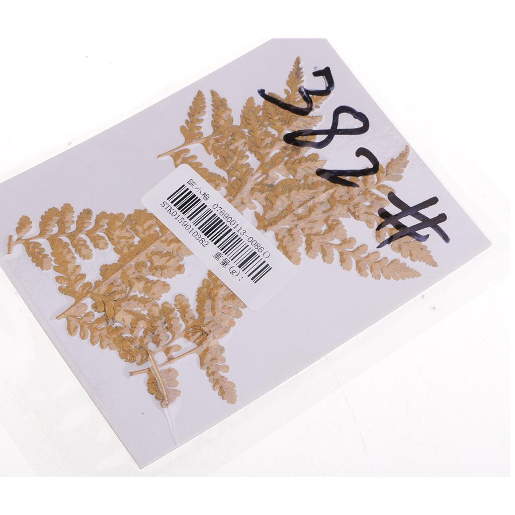 10PCS Pressed Natural Dried Flowers DIY Phone Case Bookmark Resin Jewelry