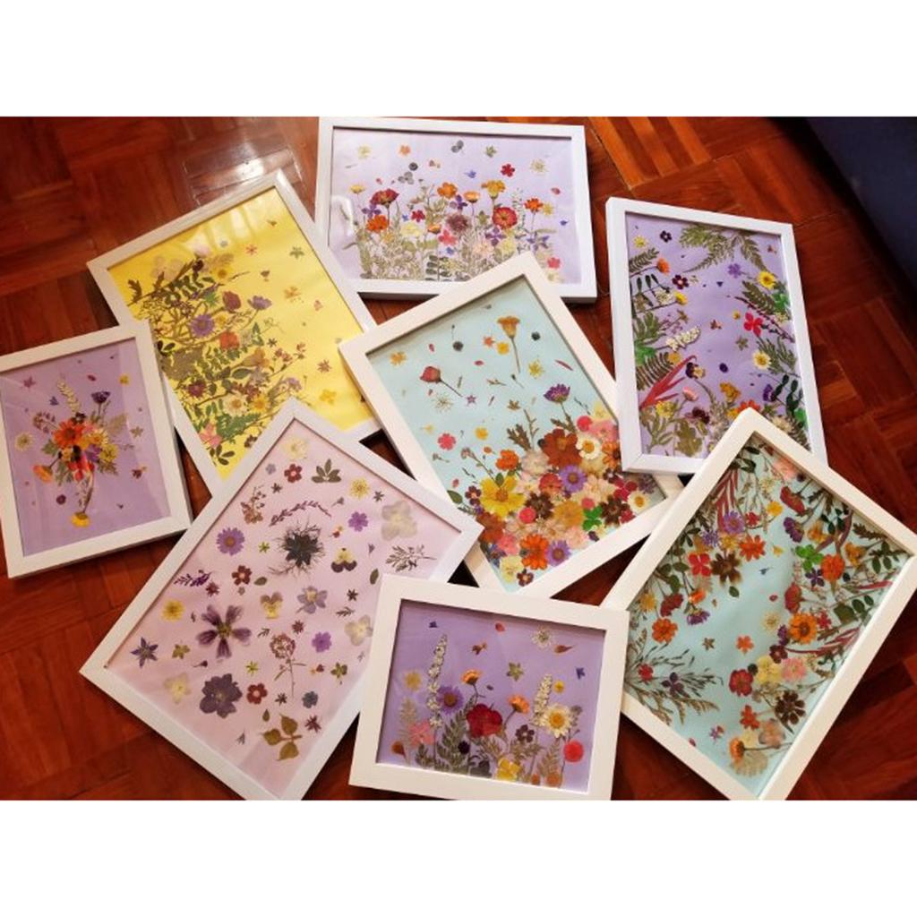 2x6 Pieces Natural Real Flowers Sunflower Dried Flower DIY Craft Red