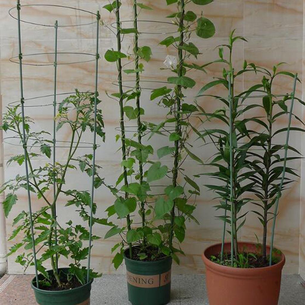 Climbing Plants Support Garden Trellis Flowers Fruit