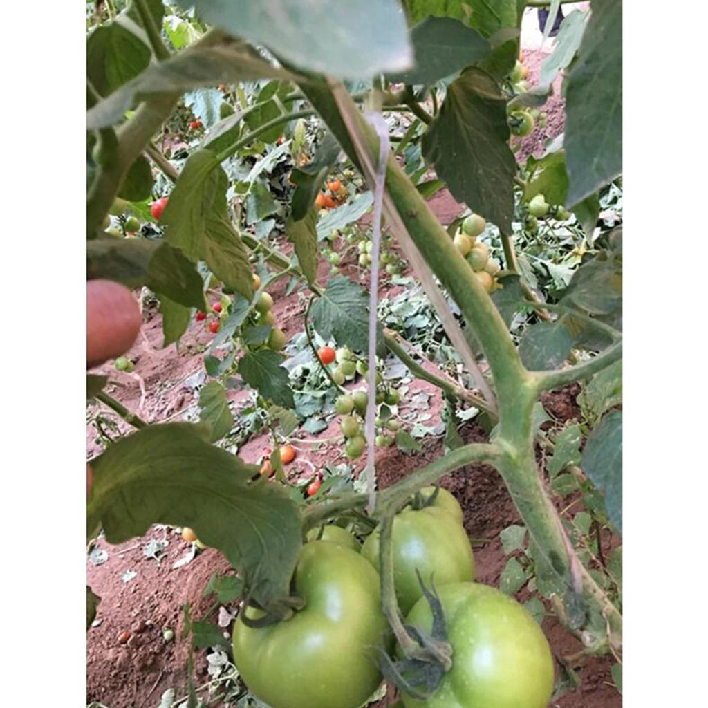100x Agricultural Hook Farming Greenhouse Tomatoes Support Clamps