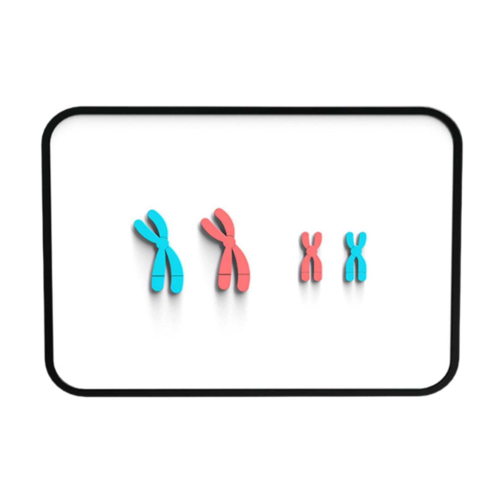 Meiosis Chromosome Model