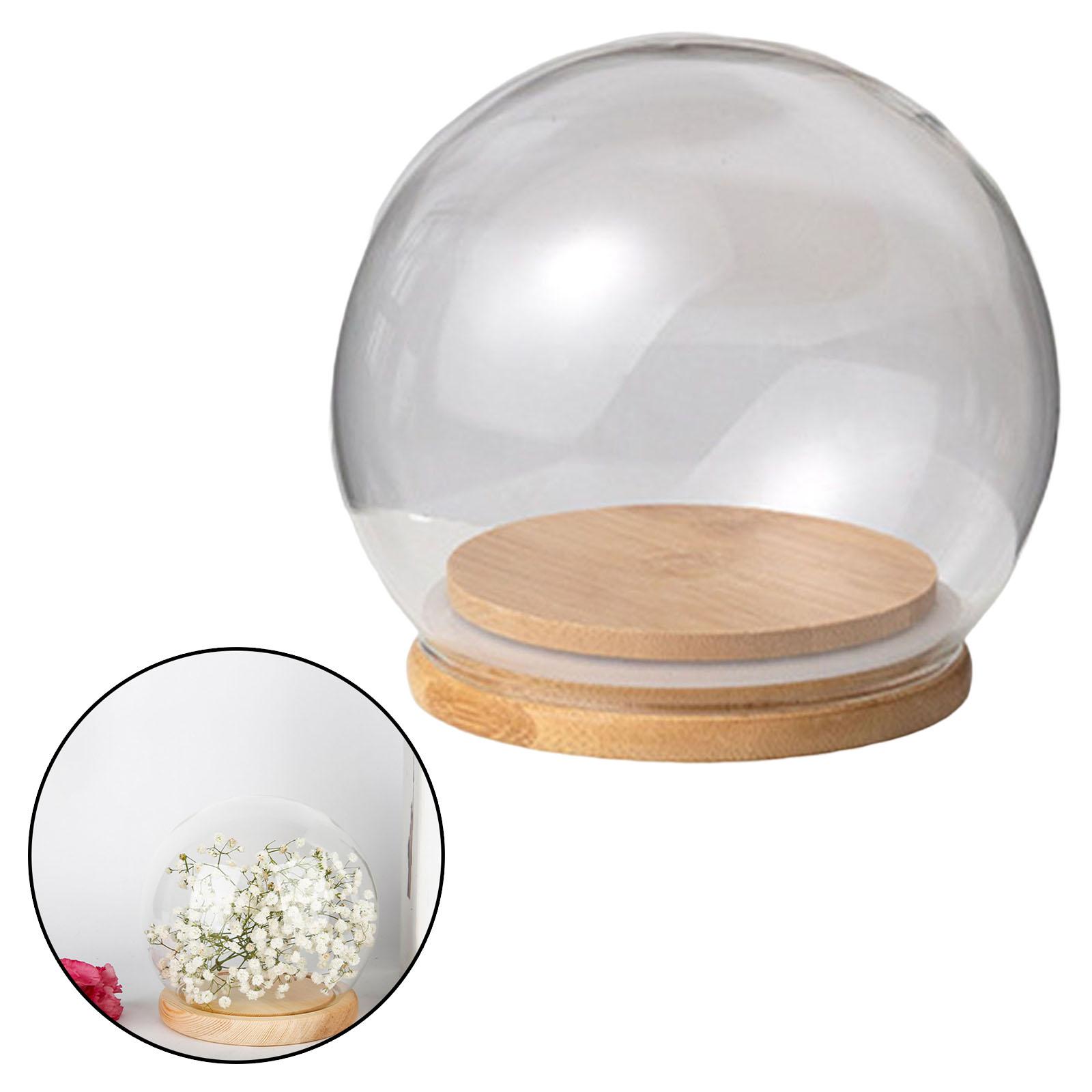 Clear Display Dome with Wooden Base Dustproof for Plant Office Counter Tops 10cm