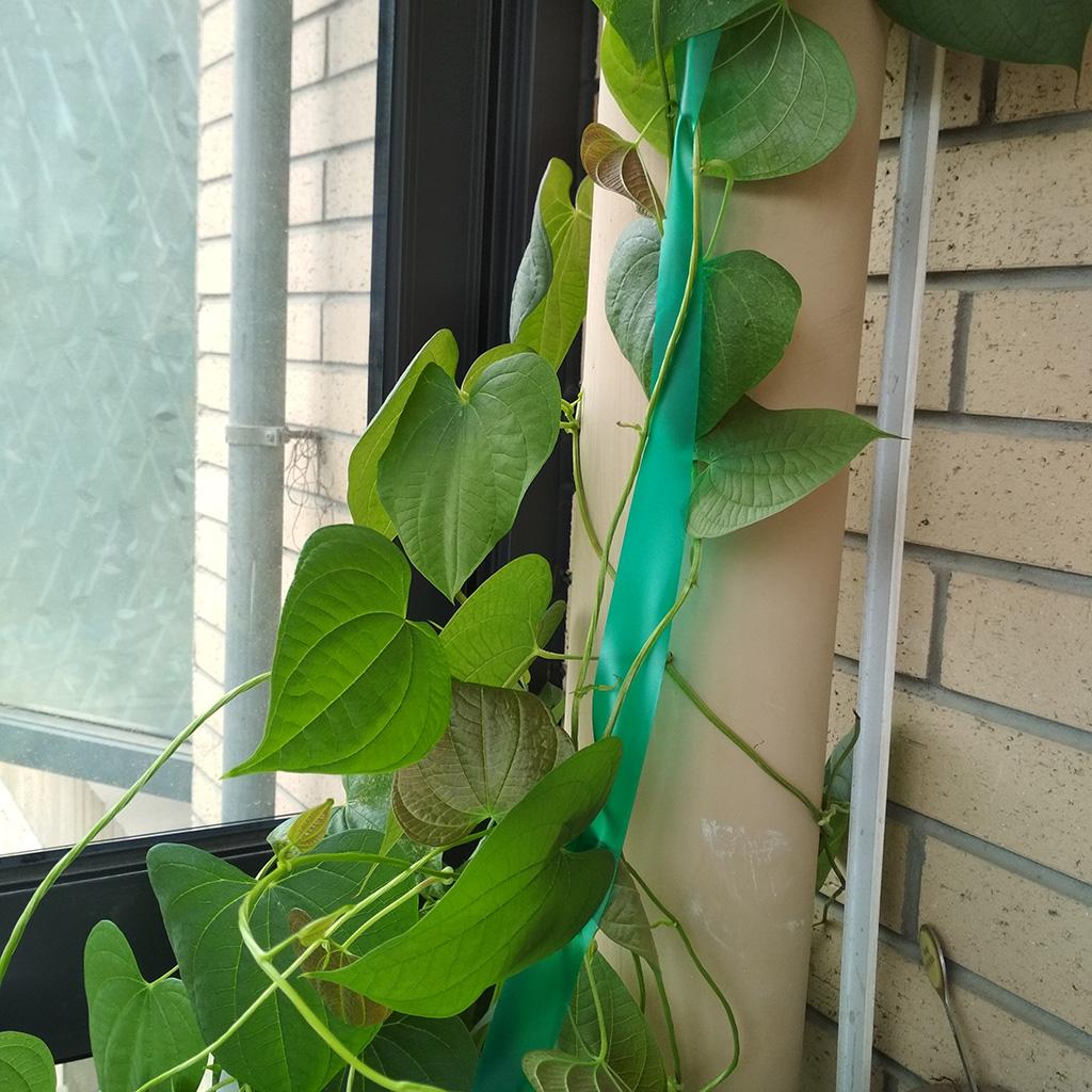 46M/ 150 Feet Stretch Tie Tape Plant Garden Green Vinyl Stake 