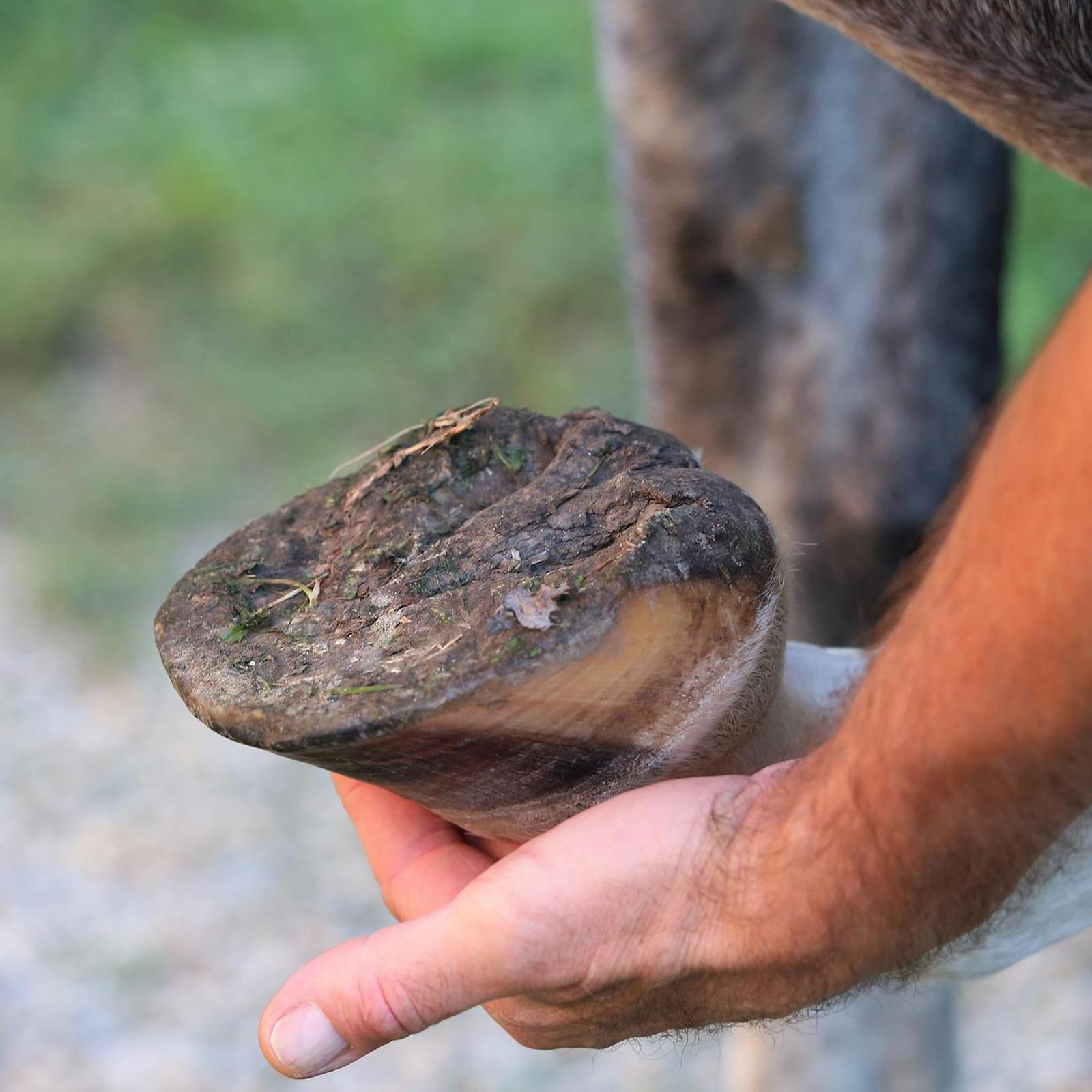 Horse Hoof Pick Brush Equestrian Tool Grooming Soft Grip Red